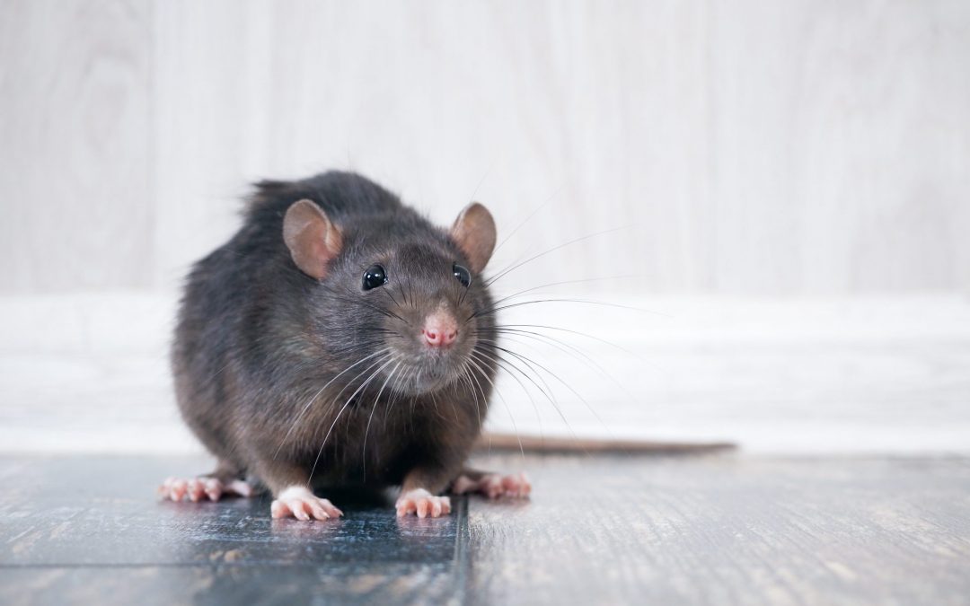 Ratos estão a infetar humanos com Hepatite