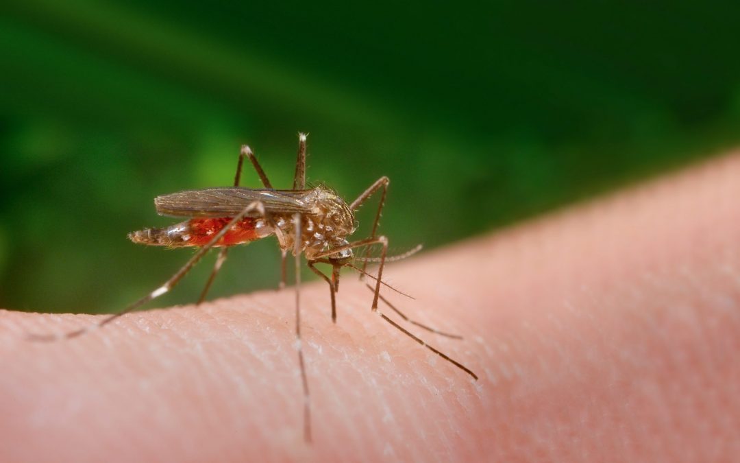 Nova espécie de mosquito em expansão em Espanha já terá chegado à Galiza